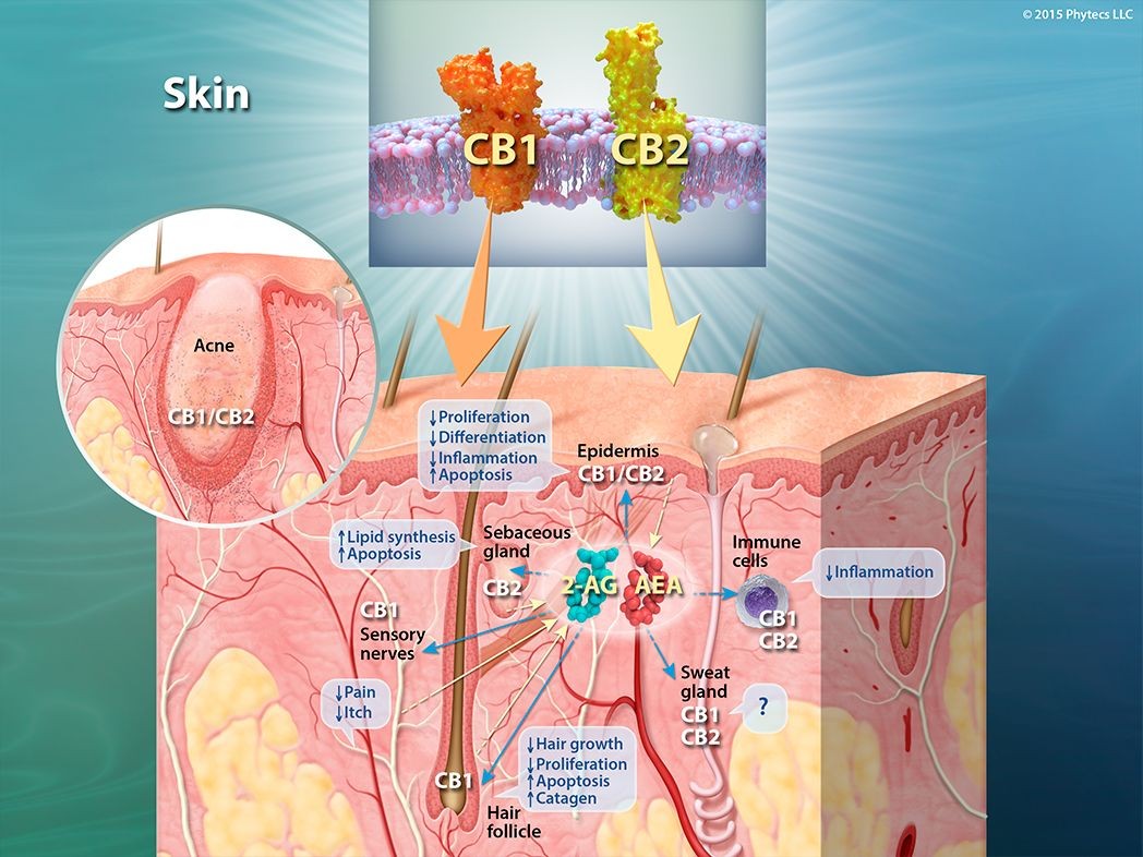 Illustration of CB1 and CB2 receptors throughout the skin—key components of the Endocannabinoid System (ECS) that regulate inflammation, healing, and cellular renewal.